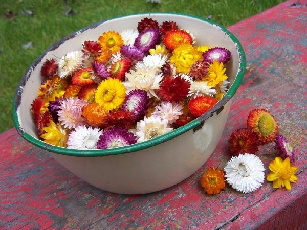 straw flower